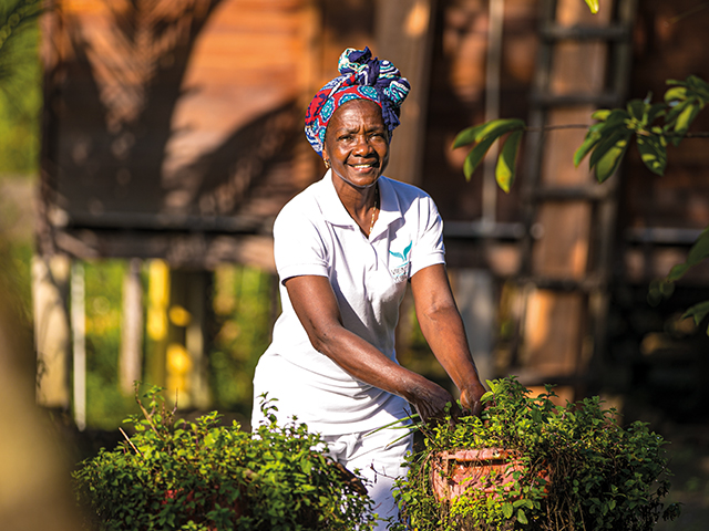 woman harvesting coffee