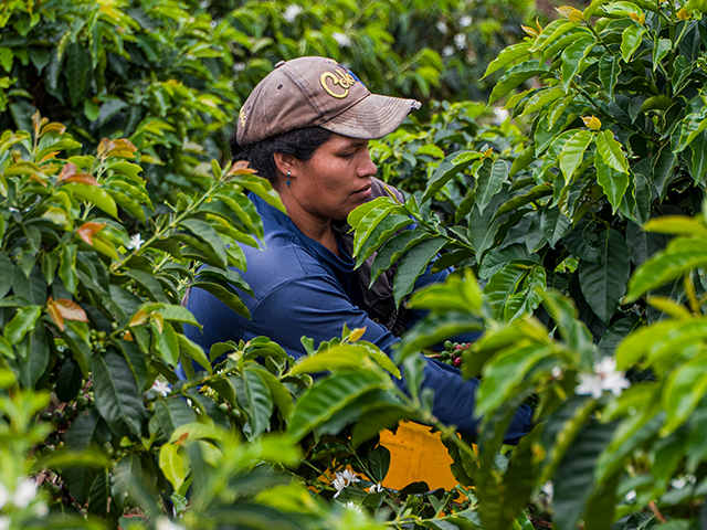 woman harvesting coffe inbetween plants