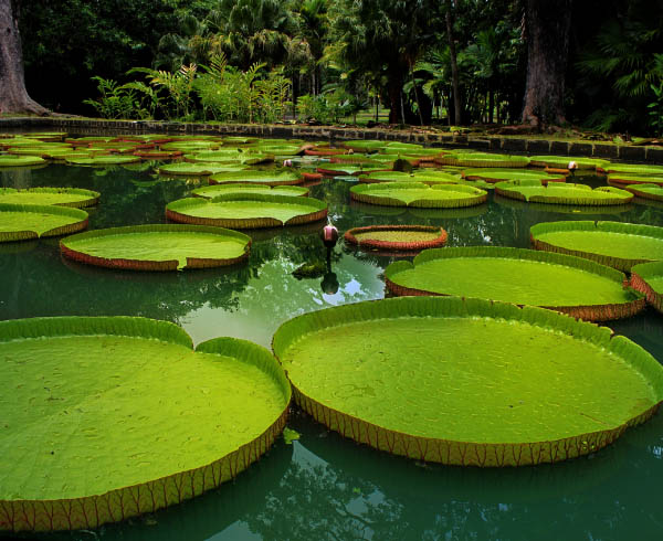 Vista aérea de un estanque tropical lleno de hojas verdes de nenúfar.