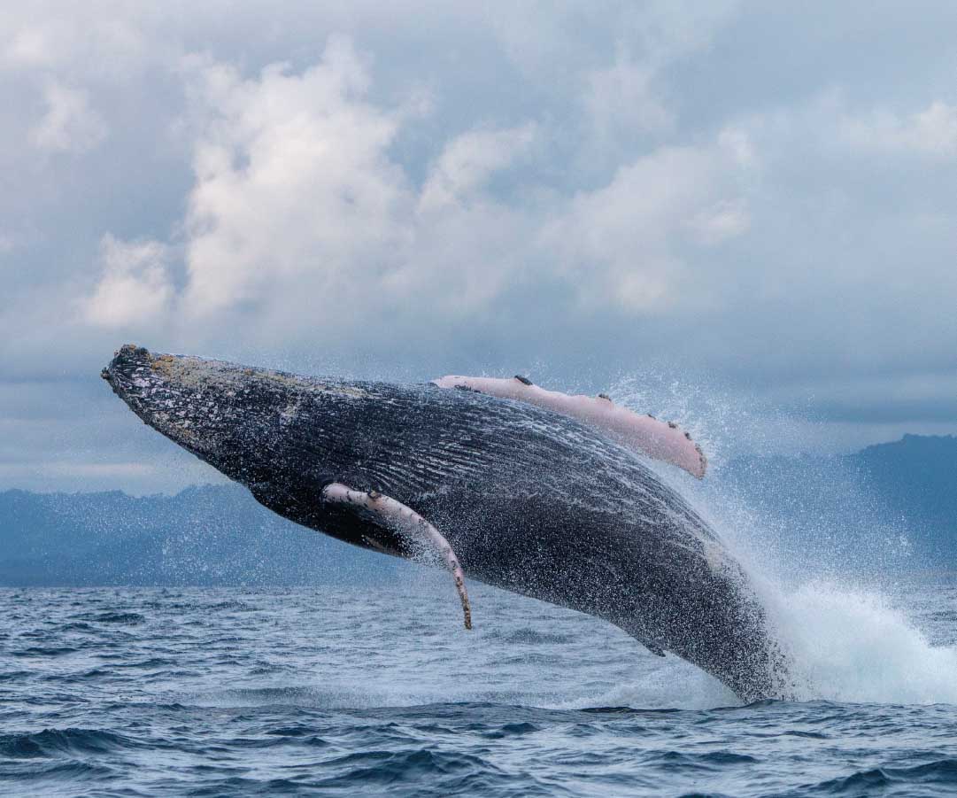 Ballena jorobada saltando fuera del agua en un océano, con un cielo nublado de fondo.