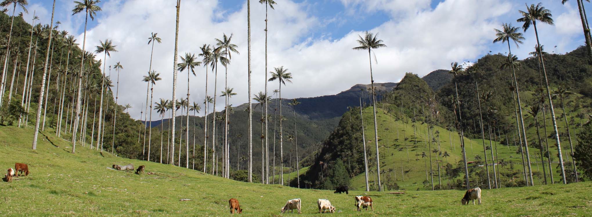 Paisaje del Quindío con palmas de cera altas, montañas verdes y vacas pastando.