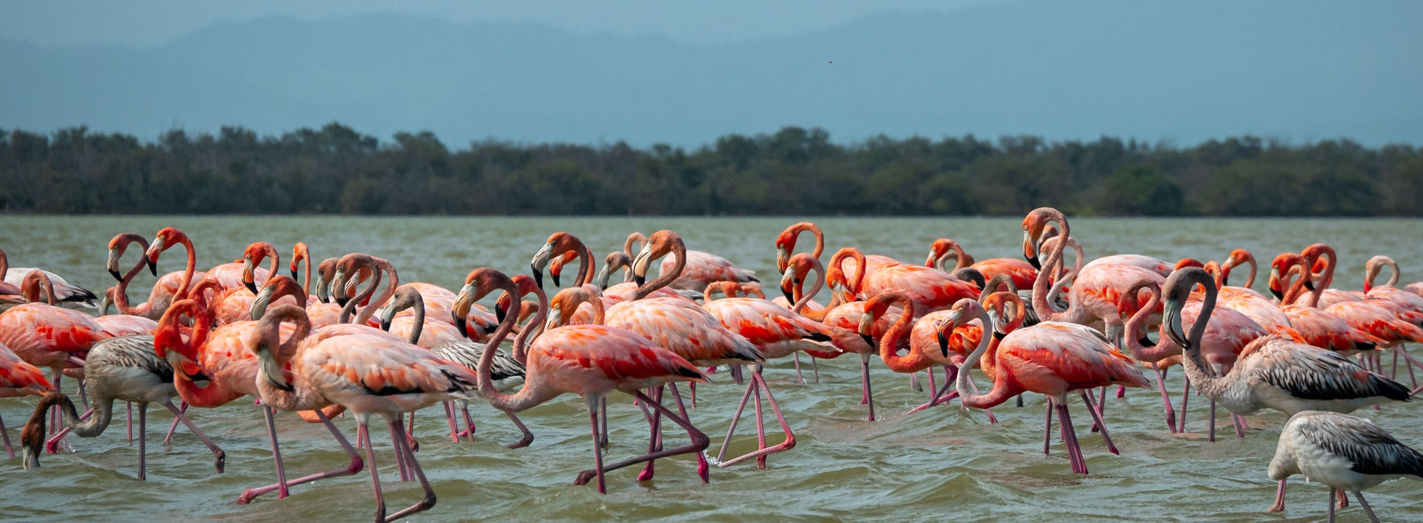 Grupo de flamencos rosados de pie en aguas poco profundas, con un fondo de vegetación y montañas bajo un cielo nublado.