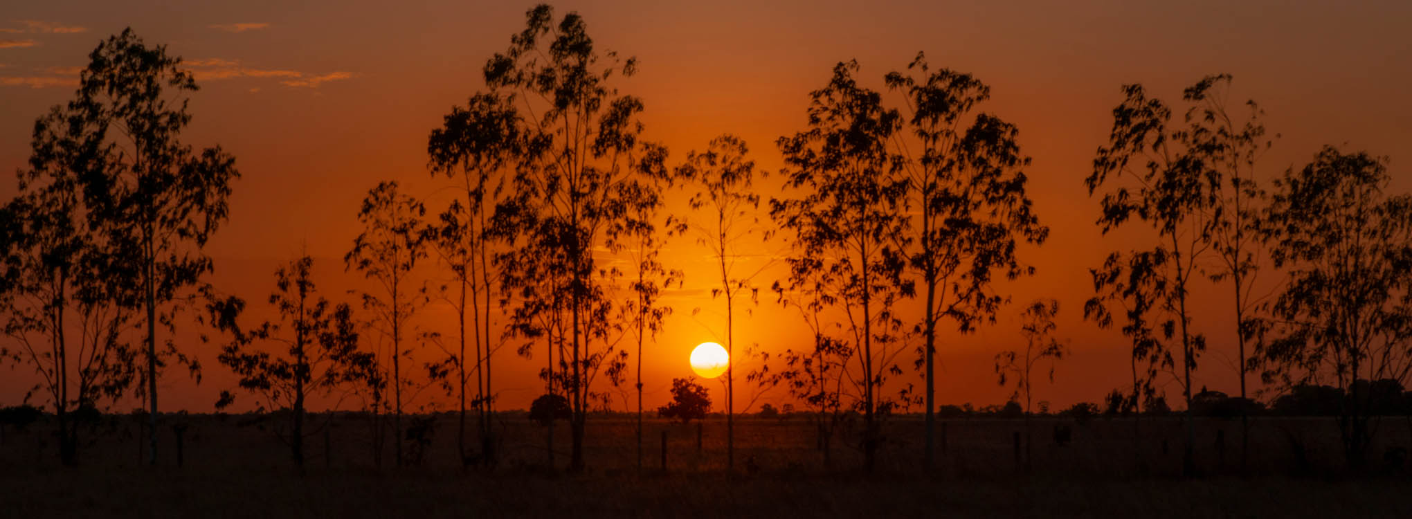 Atardecer con el sol descendiendo detrás de una fila de árboles delgados, pintando el cielo en tonos naranjas.