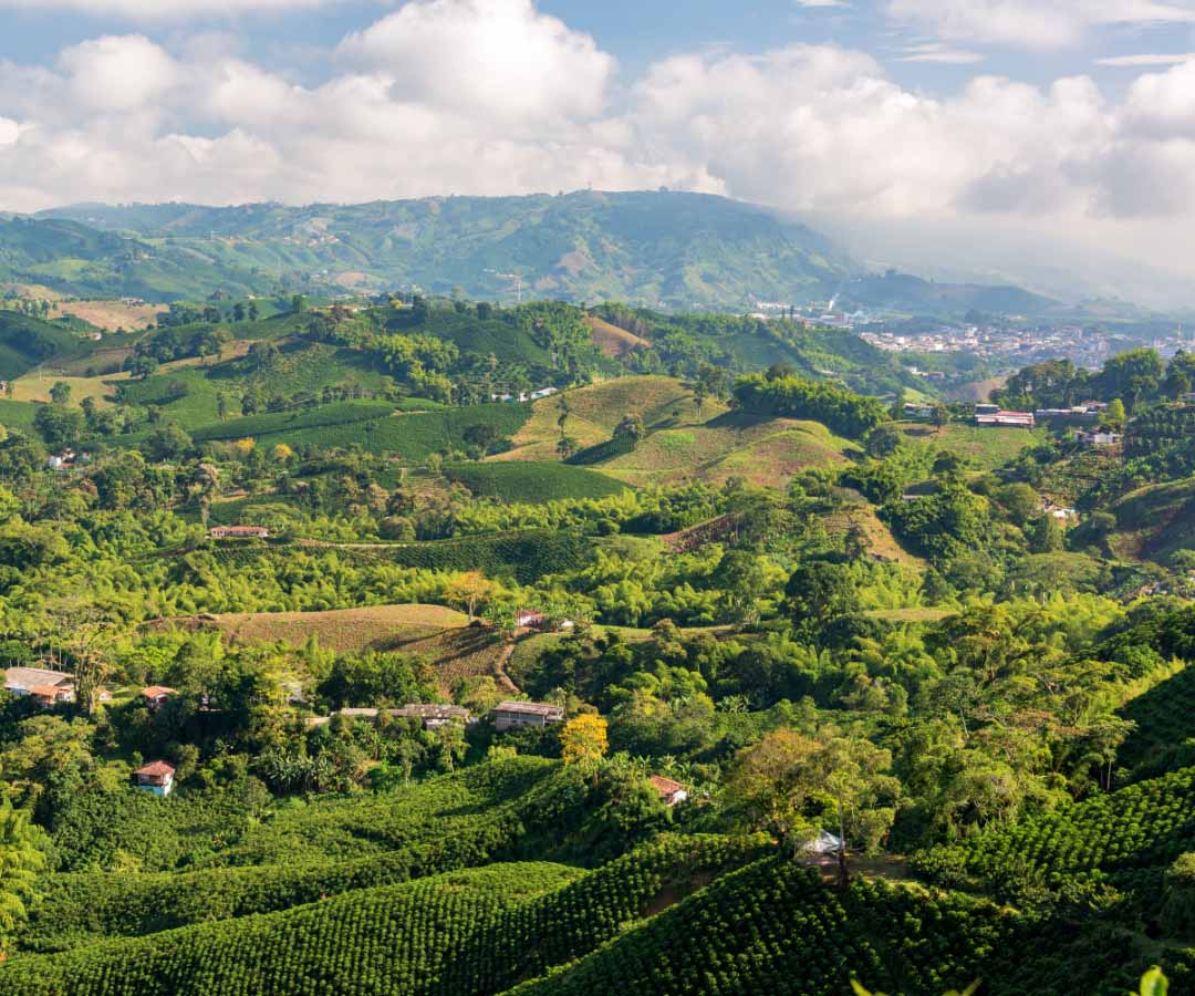 Paisaje de montañas cubiertas de cultivos de café en Caldas.