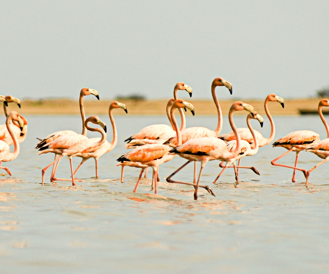 Grupo de flamencos rosas paseando en aguas poco profundas bajo un cielo despejado.