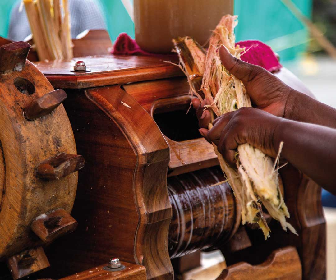 Manos sosteniendo fibras de caña de azúcar mientras se procesan en un molino de madera tradicional.