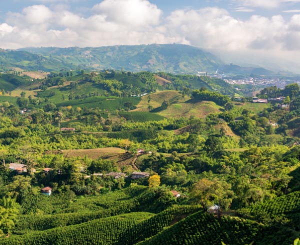 Paisaje del Eje Cafetero con montañas cubiertas de cafetales y vegetación, con un cielo parcialmente nublado.