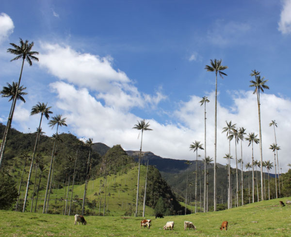 Paisaje del Quindío con palmas de cera altas, montañas verdes y vacas pastando.