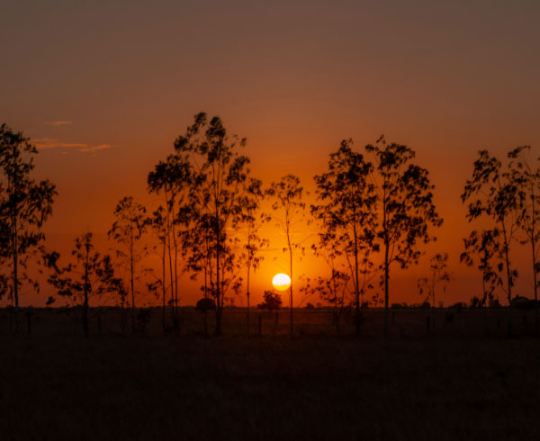 Atardecer con el sol descendiendo detrás de una fila de árboles delgados, pintando el cielo en tonos naranjas.