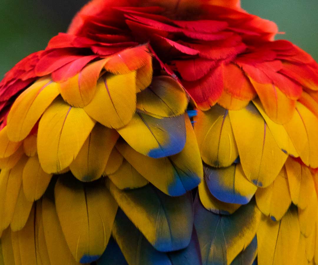 Detalle de plumas de colores vibrantes rojo, amarillo y azul de un guacamayo.