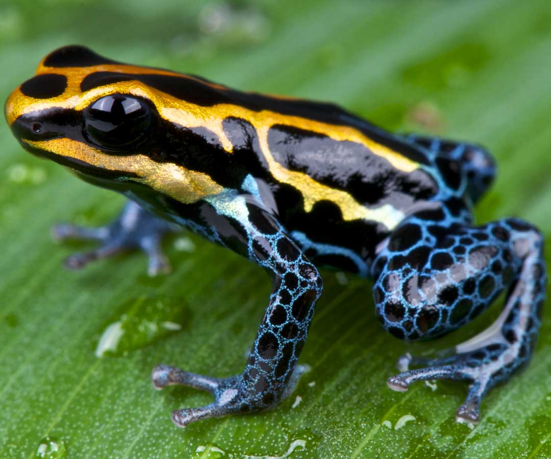 Rana venenosa de colores brillantes con tonos negros, dorados y azules, posada sobre una hoja verde húmeda.