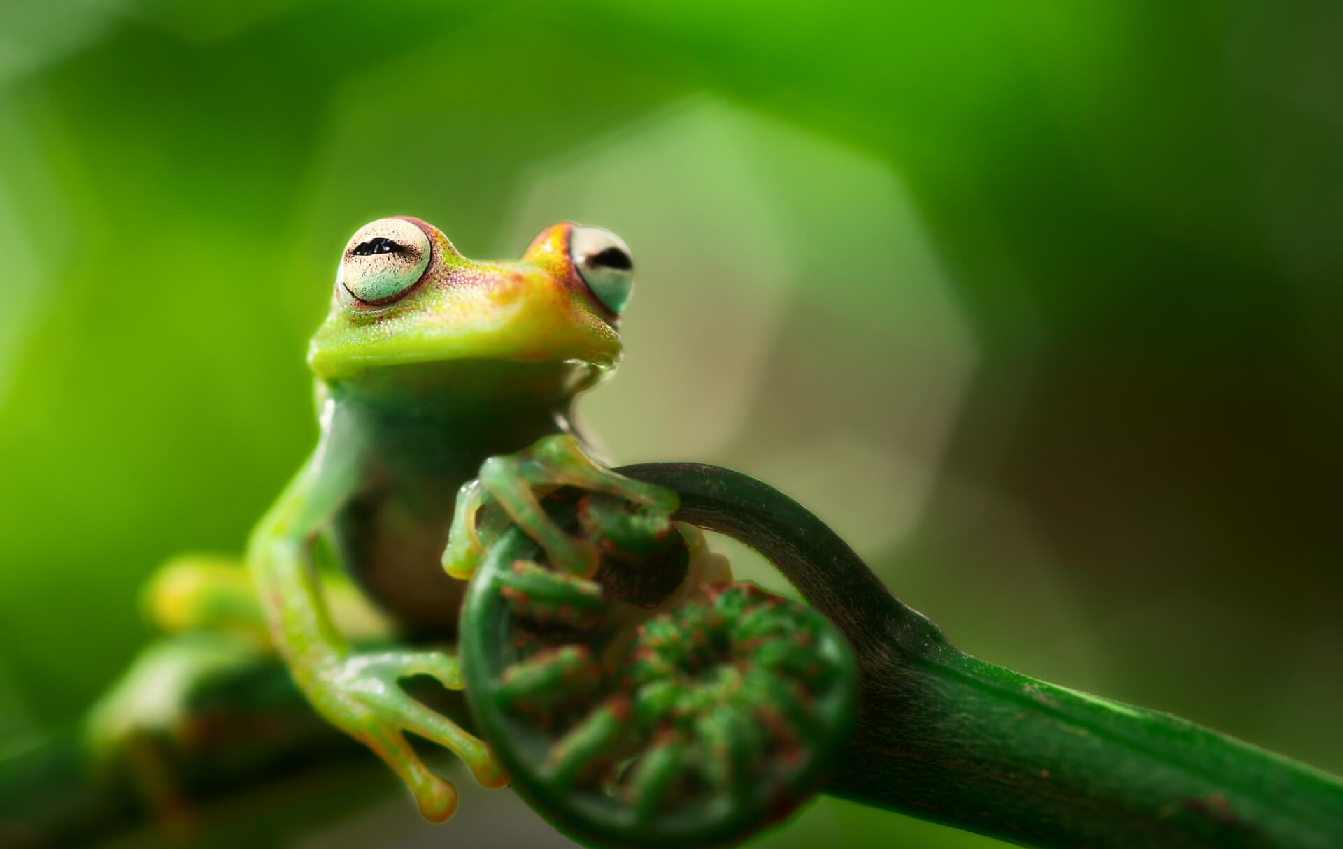 Explora la selva del Amazonas