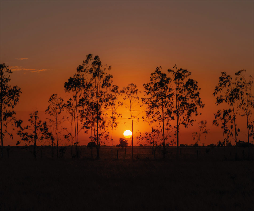 Atardecer en el llano de Arauca, Colombia, con el sol descendiendo detrás de árboles altos y un cielo teñido de tonos anaranjados.