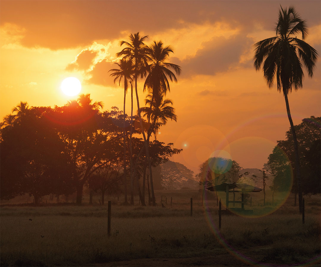 Atardecer en Montería con un cielo dorado, palmeras altas y un paisaje rural .