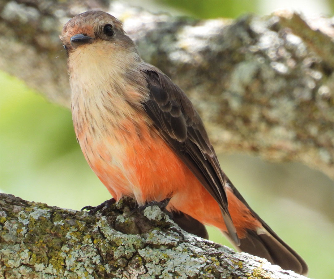 Primer plano de un ave pequeña con plumaje naranja y marrón posada sobre una rama