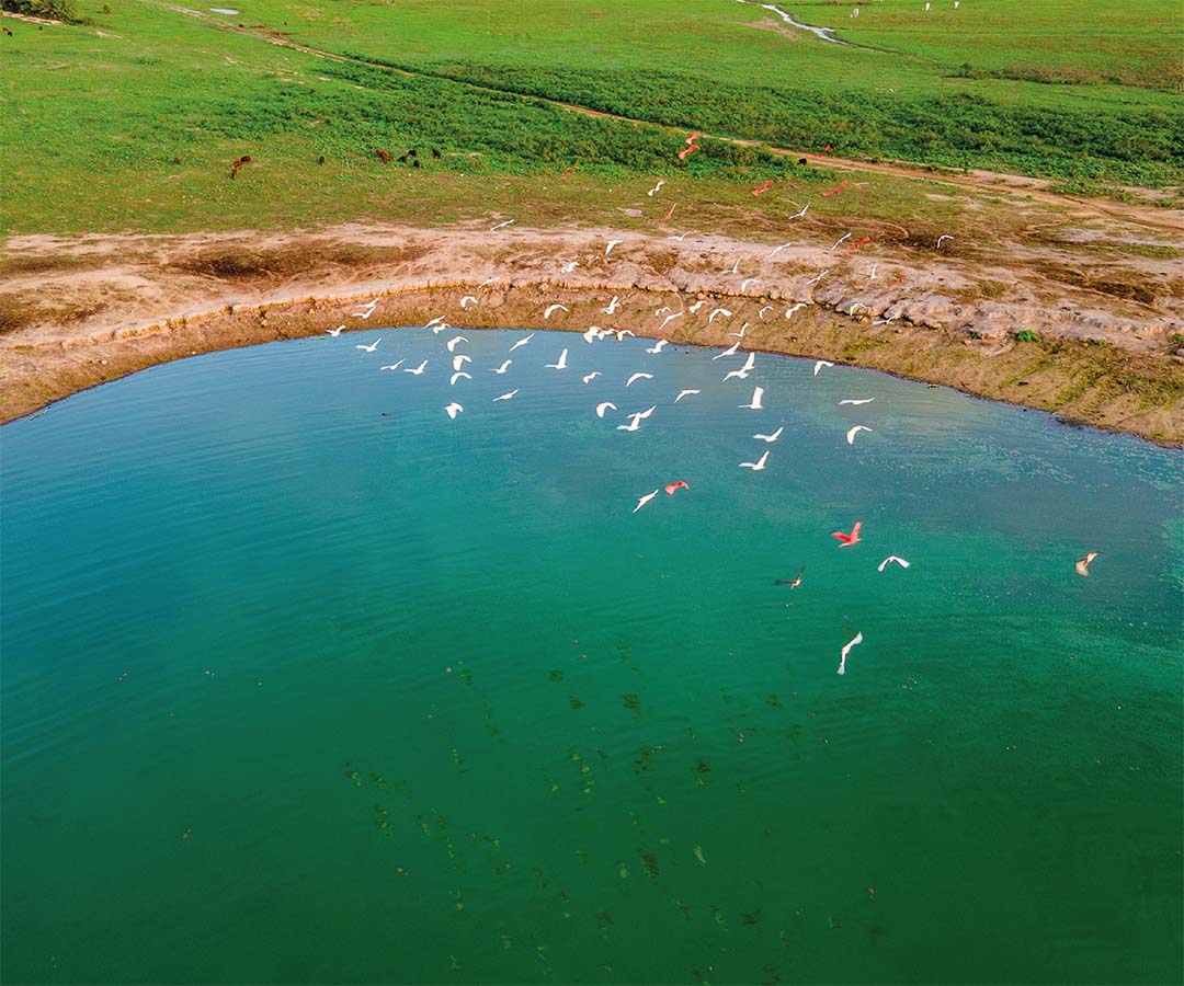 Vista aérea de un humedal con aves acuáticas y peces.