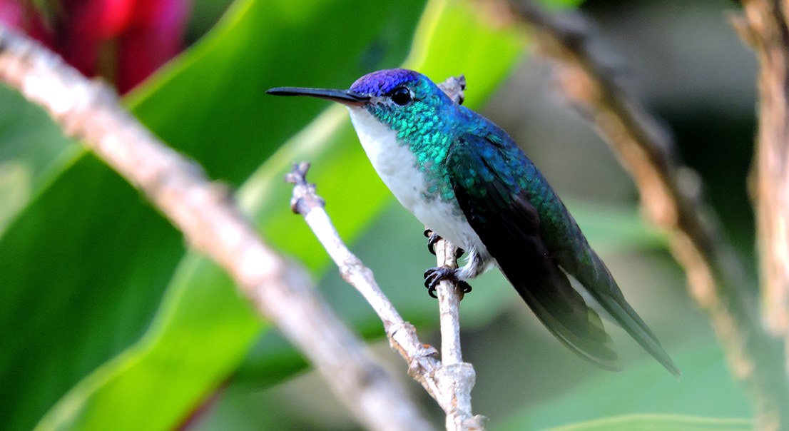 Colibrí posado en una rama.