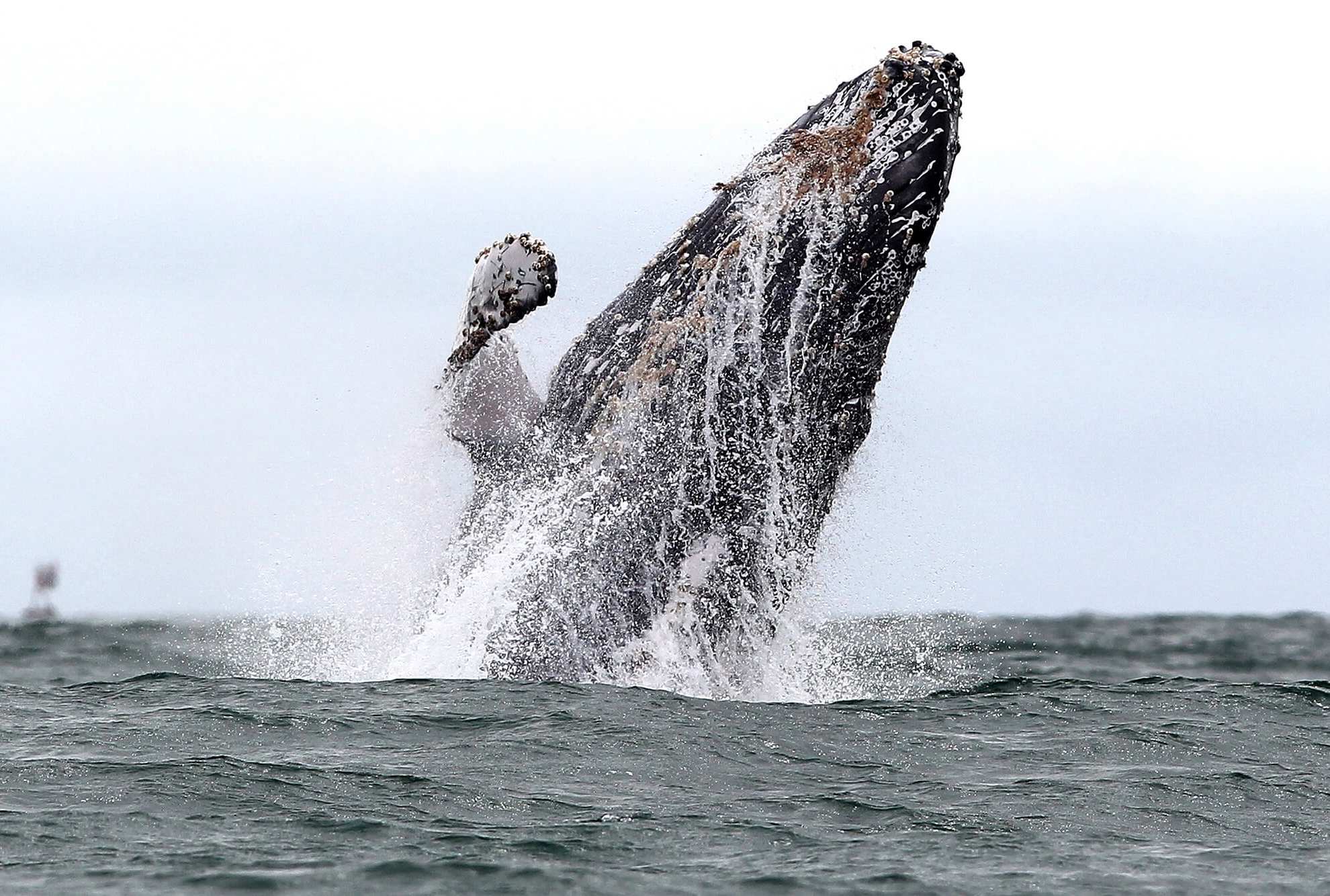 Avistamiento de ballenas|