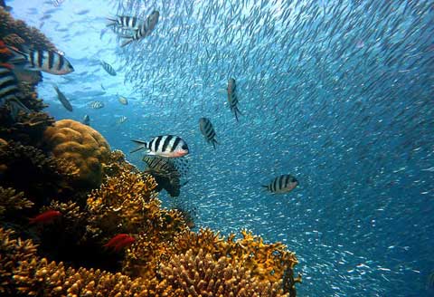 Vida submarina en un arrecife de coral.