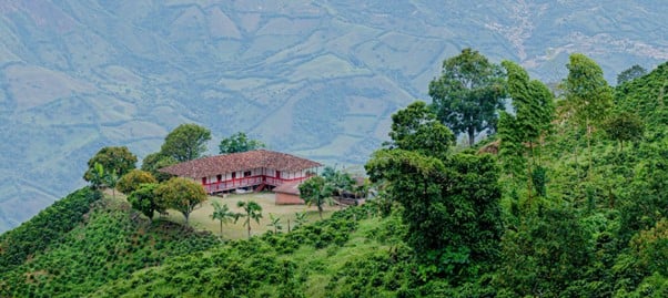 Finca cafetera en la montaña.