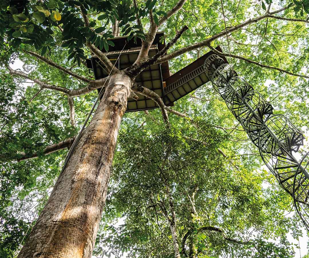 Casa del árbol en un bosque tropical.