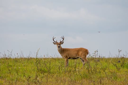 Venado en un campo abierto.