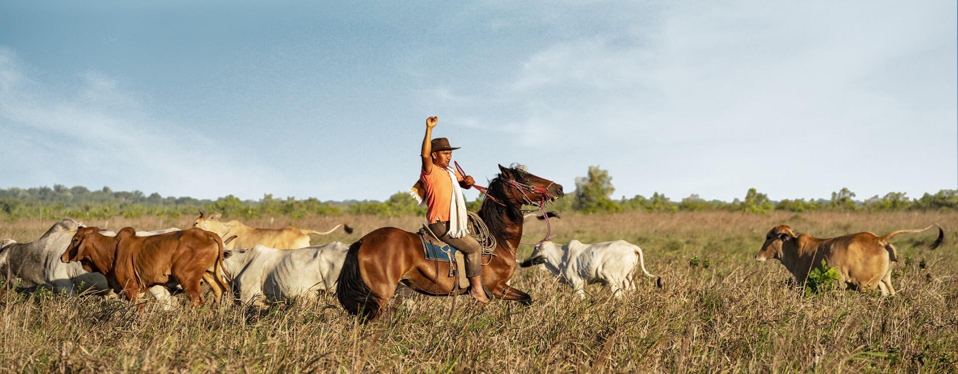 Gaucho a caballo conduciendo un rebaño de vacas.