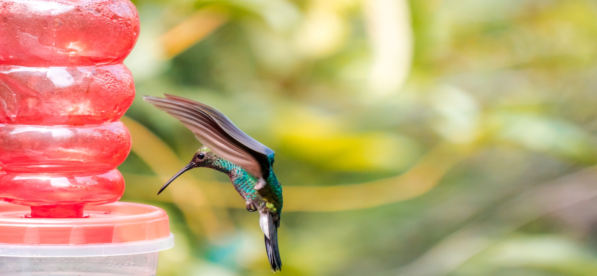 Vista de un colibrí tomando agua desde un alimentador en Minca, Santa Marta.