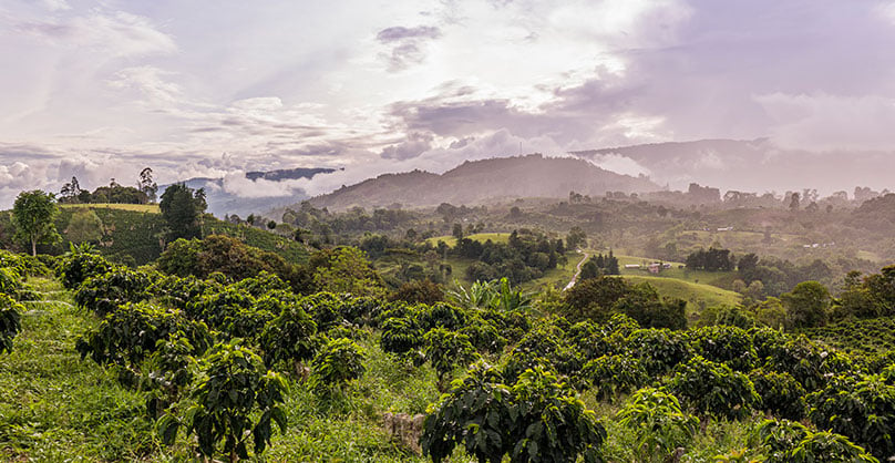 Cultivos de café Huila Colombia