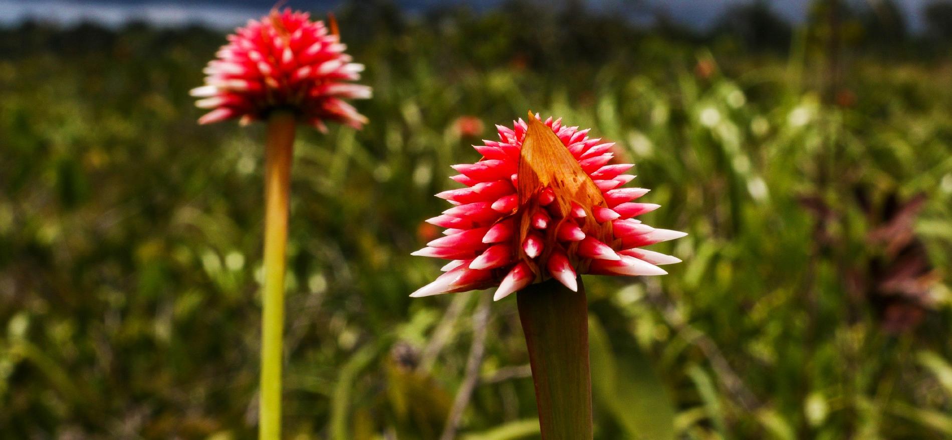 Sabana de la Flor de Inírida, Guainía, Colombia.