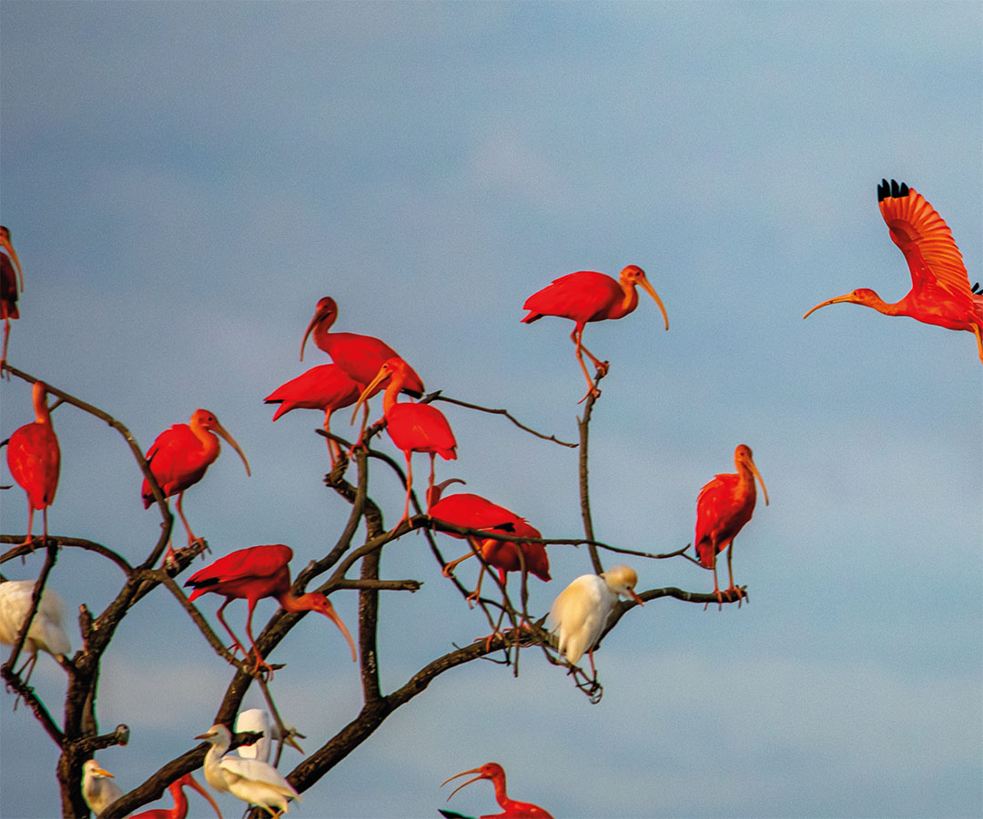 Bandada de ibis rojos en su hábitat natural.