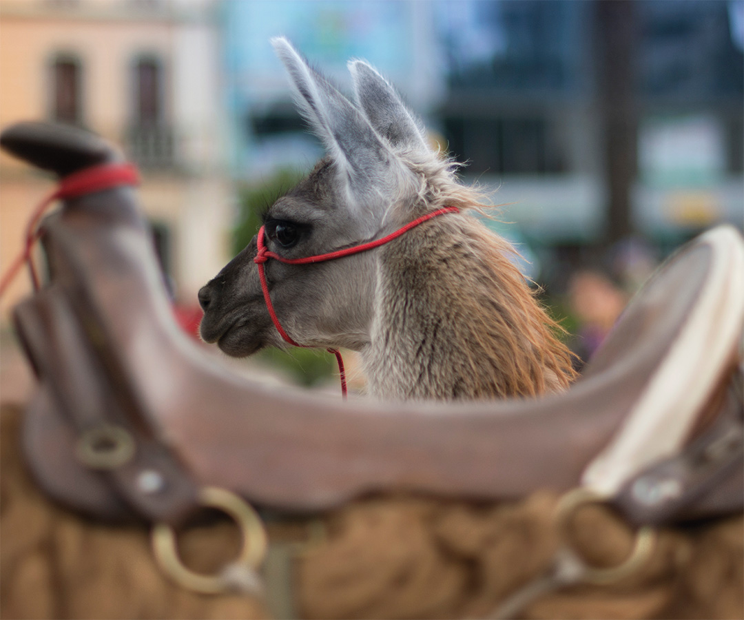 Plano de una llama con una cuerda roja en el centro histórico de Tunja, Boyacá.