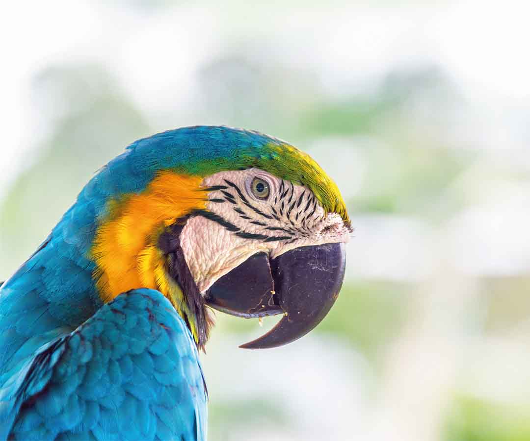 Retrato de un loro colorido.