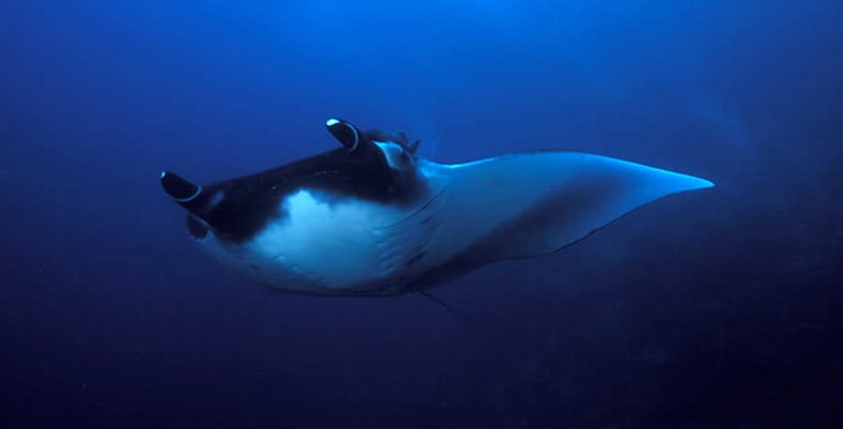 Mantarrayas del mar