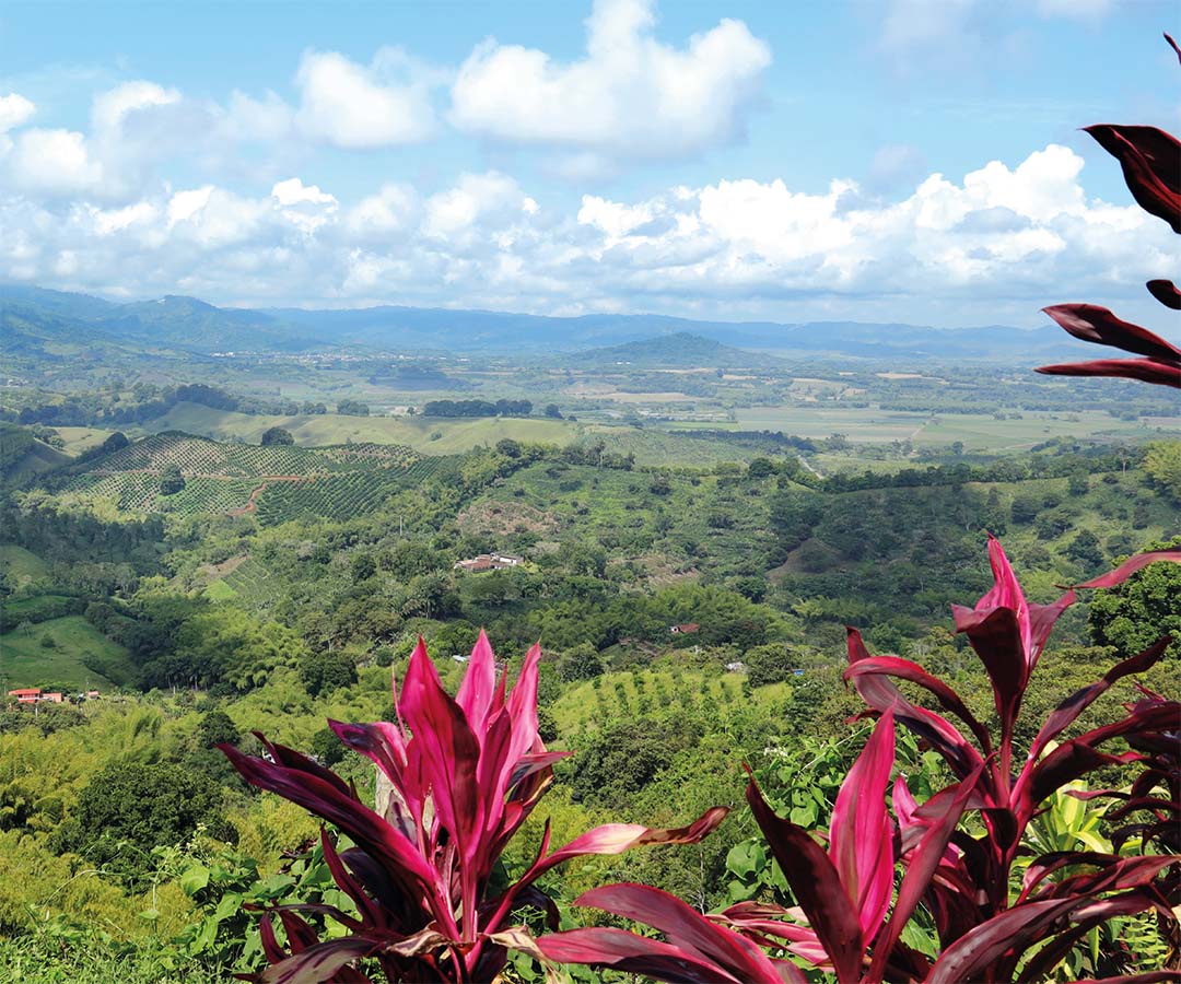 Paisaje del Quindío con vegetación exuberante, plantaciones de café y montañas al fondo.