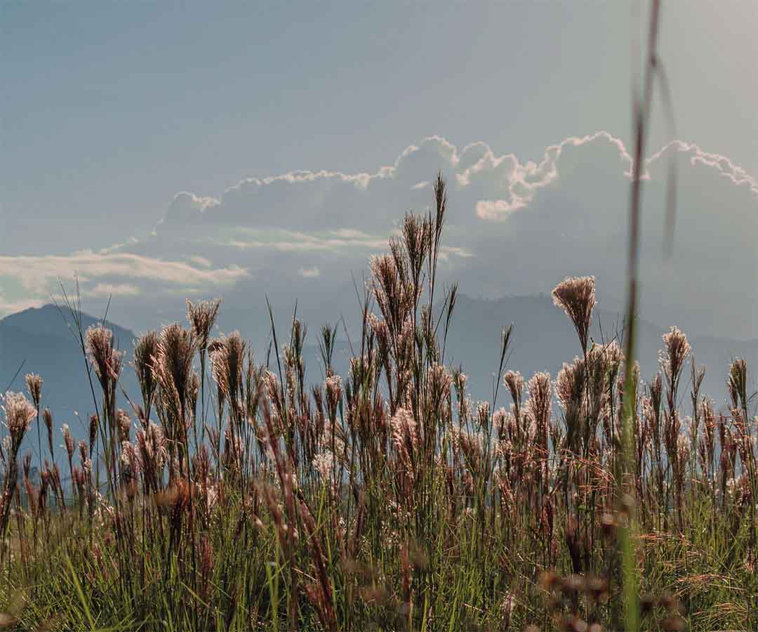 Paisaje natural con vegetación abundante y cielo nublado.