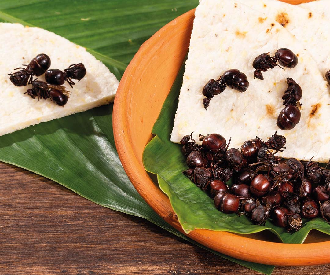 Plato típico de Santander, Colombia, con hormigas culonas servidas sobre hojas de plátano.