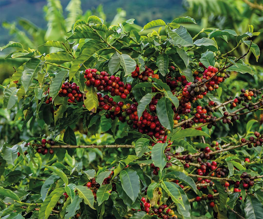 Ramas de café cargadas de frutos maduros, representando la riqueza agrícola de Pereira.