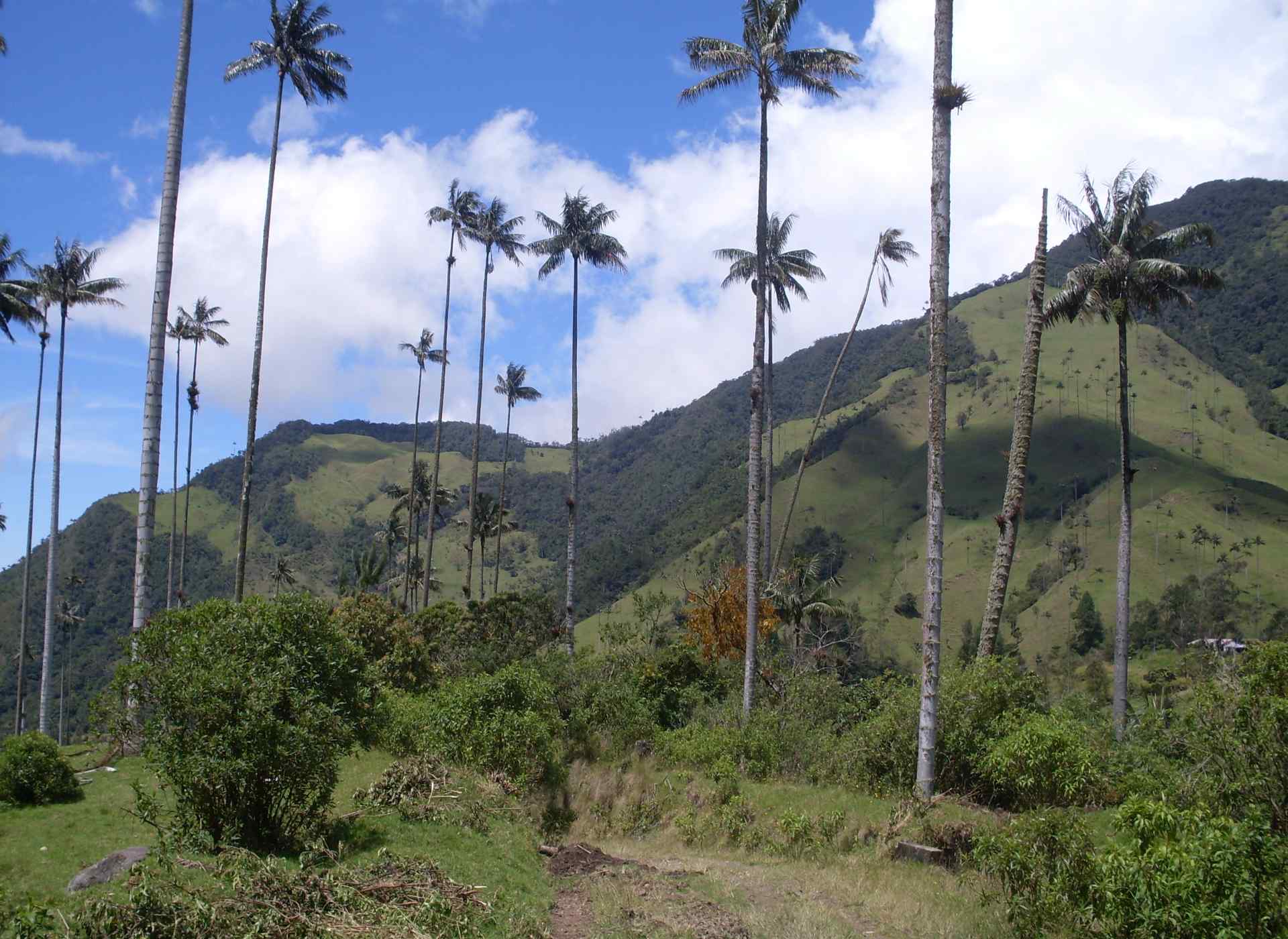 Valle de Cocora con palmeras de cera.