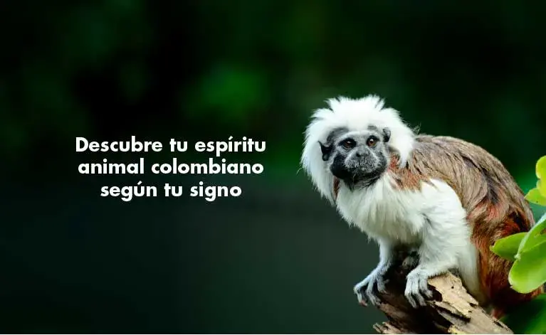 Un Tití cabeciblanco (Saguinus oedipus) sentado en una rama con pelaje blanco y marrón.