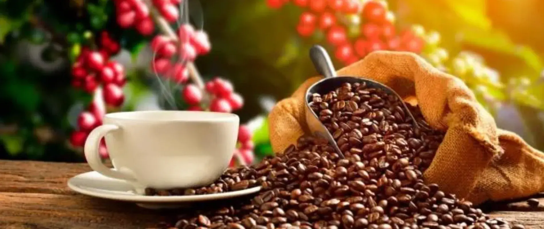 Grains de café et tasse de café