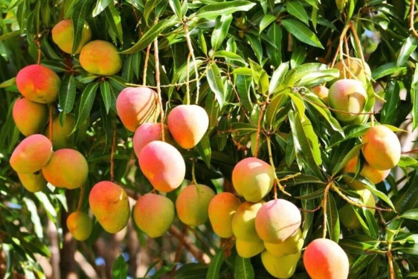 Árbol de mangos