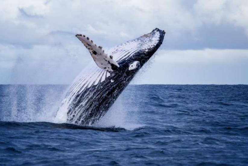 Ballena jorobada en aguas colombianas