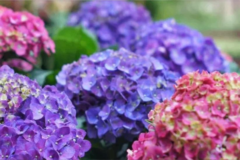 Hortensias colombianas