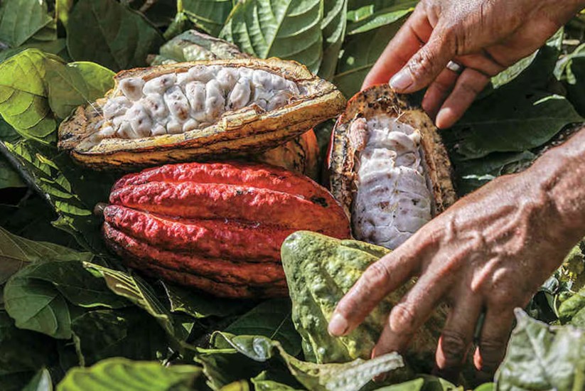 Manos cultivando semilla de cacao