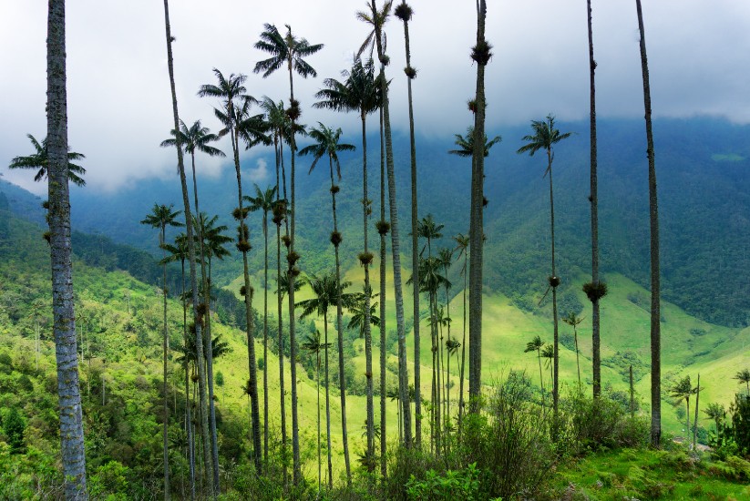 Bosque Palma de Cera Samaria