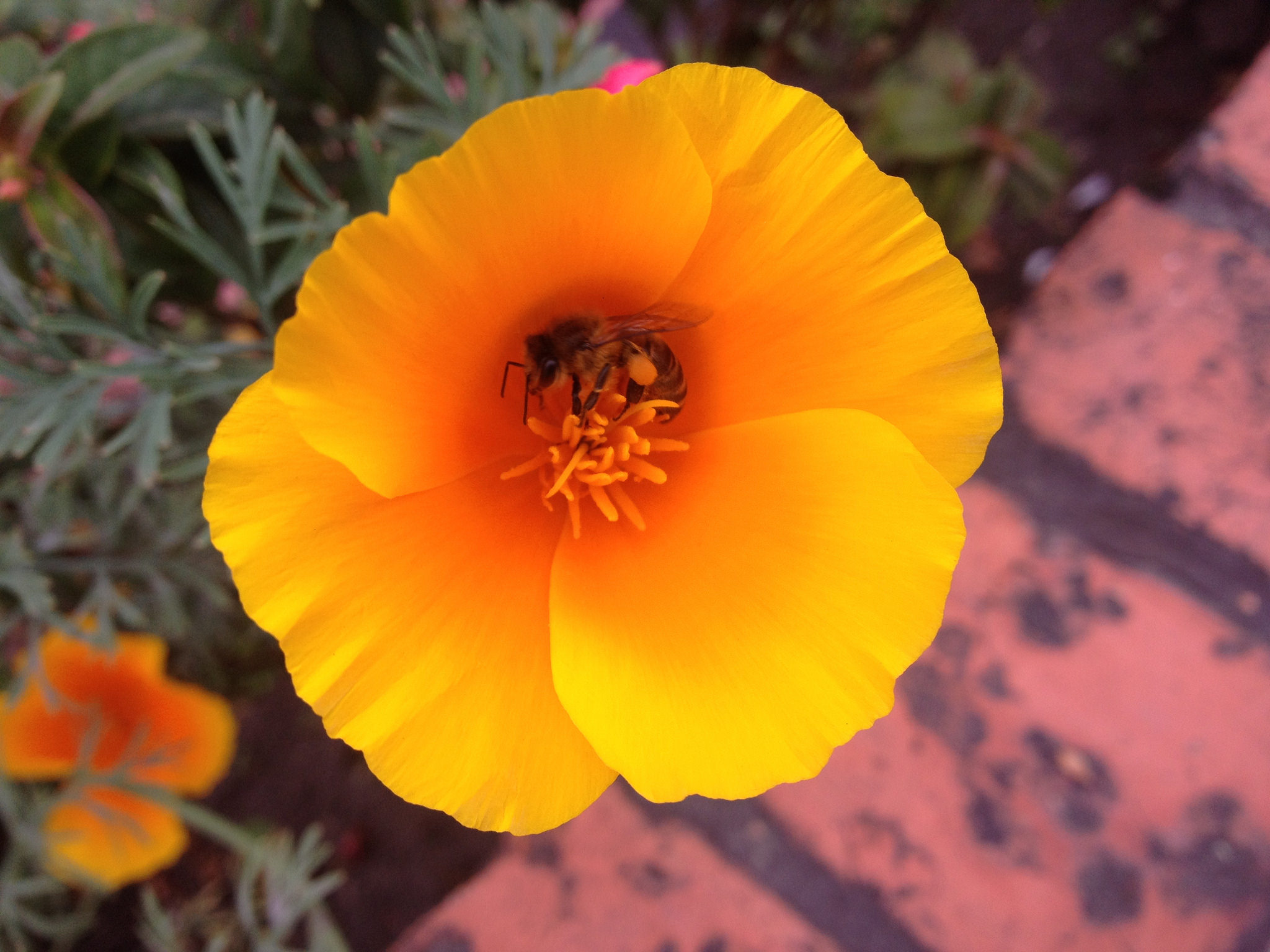 flores de Colombia, flores, fauna y flora