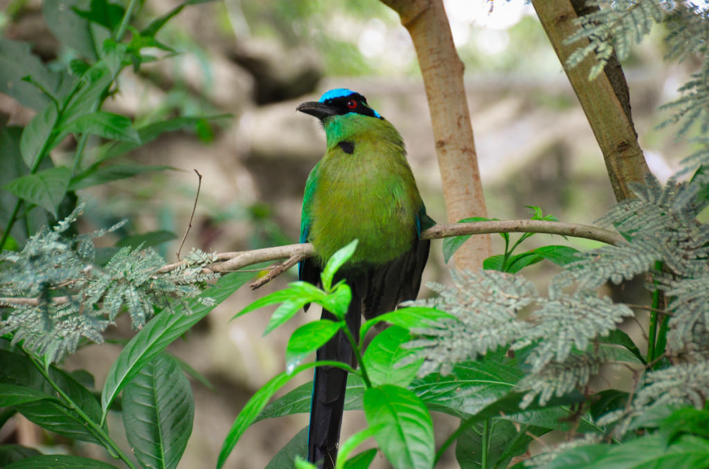 Zoológico, Cali