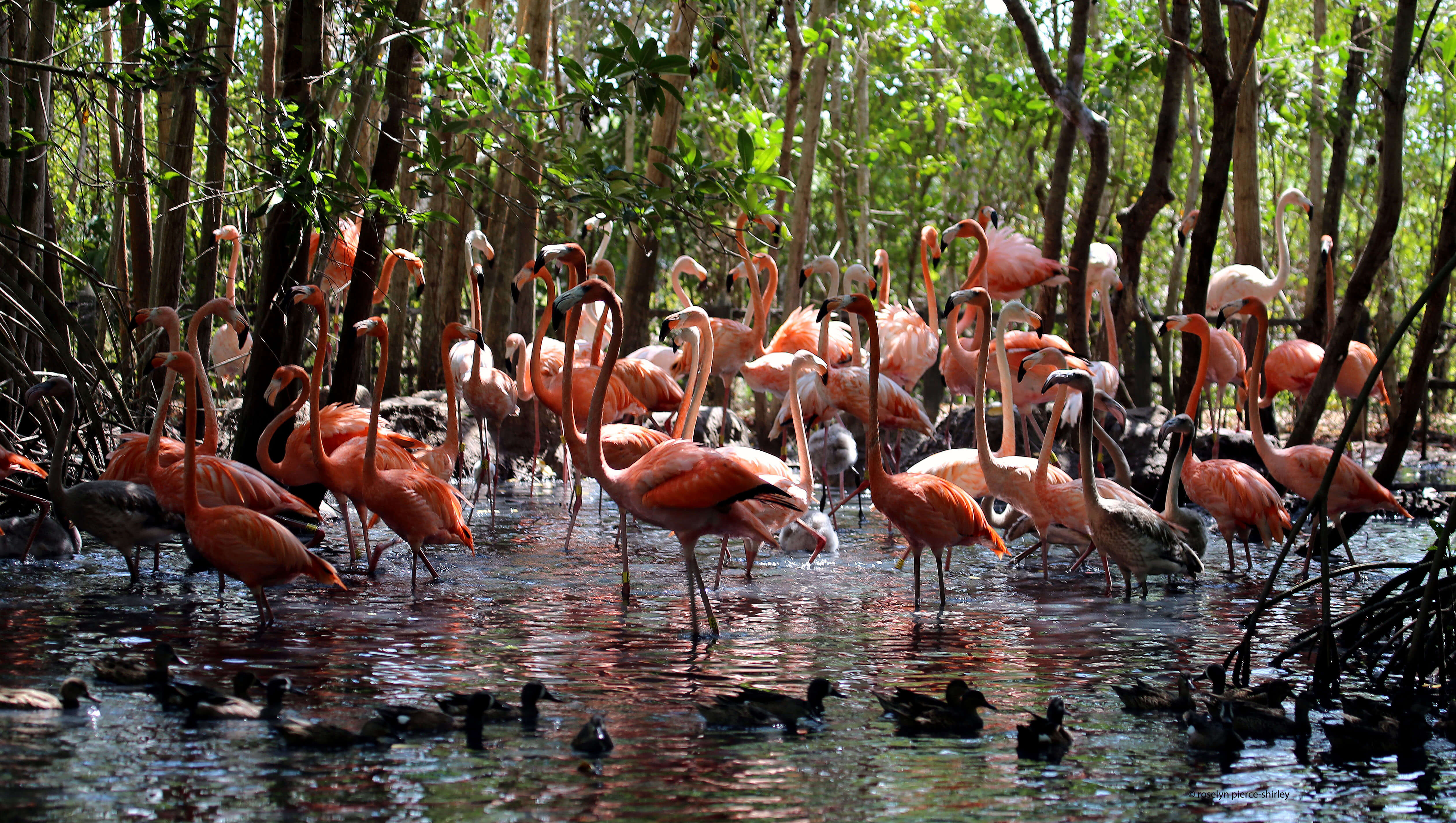 Aviario, Aves de Colombia, Aves, Cartagena