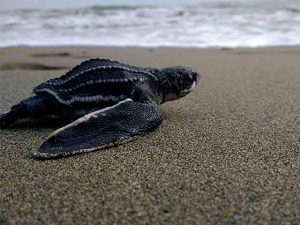 Tortuguita Caná en la playa de Capurganá. 